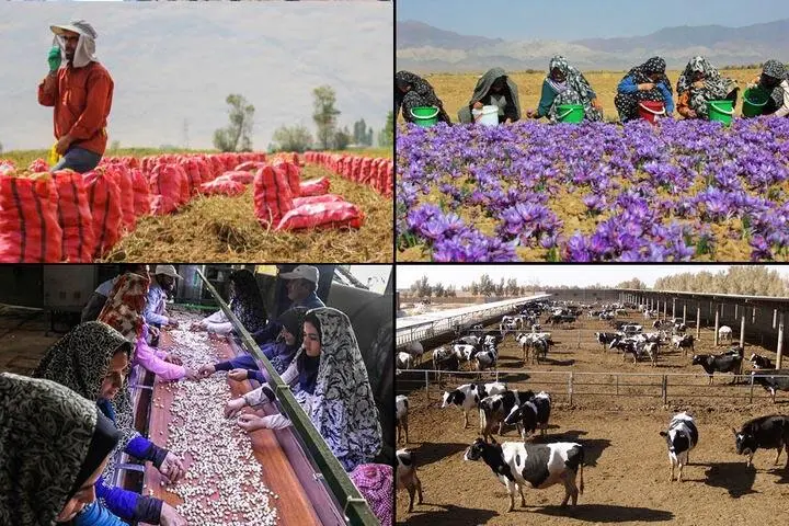 طرح فوری برای حذف واسطه‌ها: آیا مسیر تجارت الکترونیک روستا باز می‌شود؟