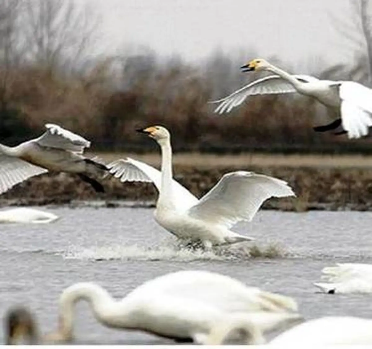  قوهای مهاجر در منوی رستوران‌ها | مازندران و گیلان قتلگاه قوهای مهاجر 