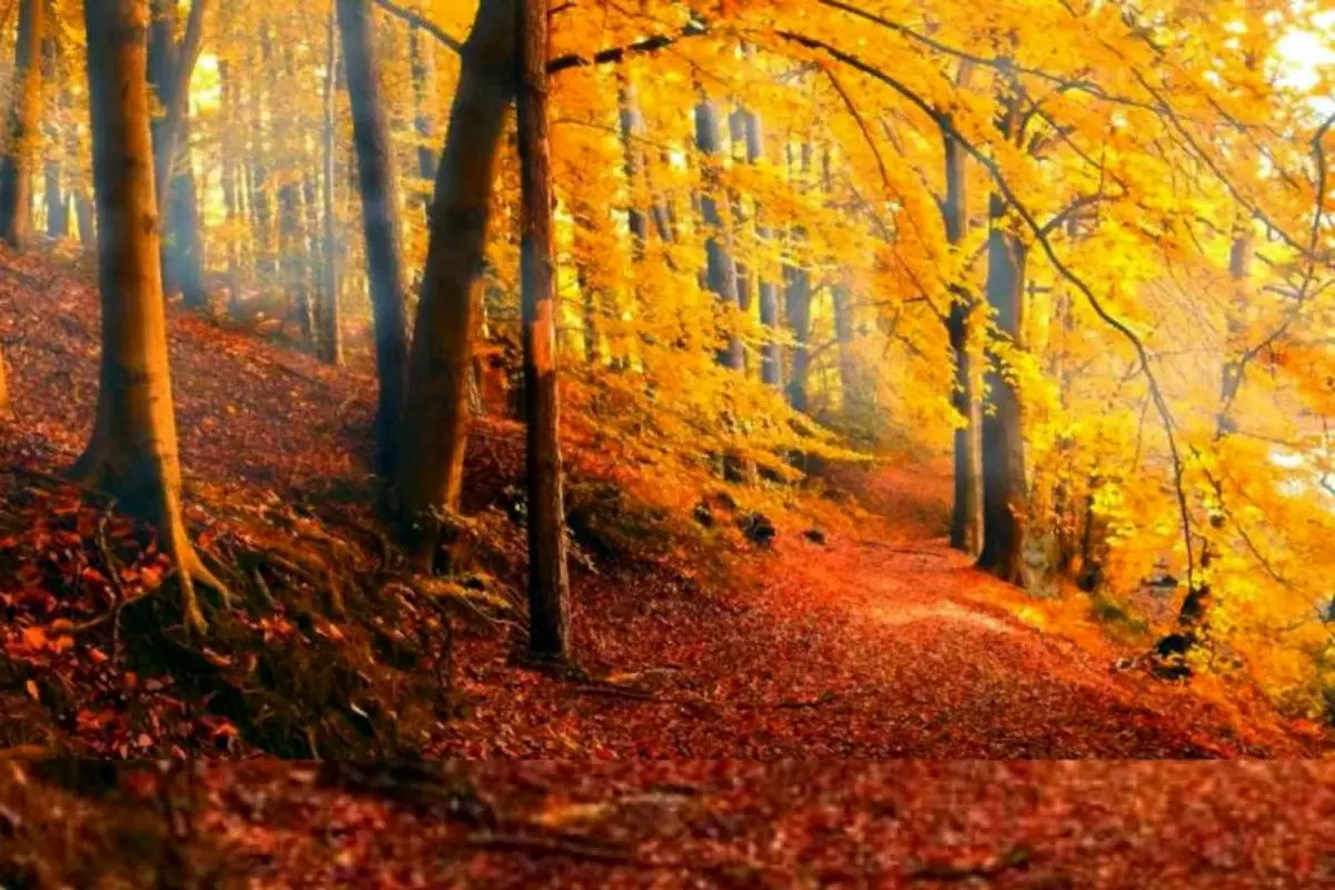 اگه ادعات میشه خیلی تیزبینی شیر پنهان تو عکس و تو 8 ثانیه پیدا کن | تست شخصیت شناسی