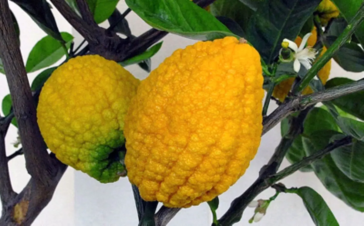 خرید مربای بالنگ رستا+ارسال رایگان