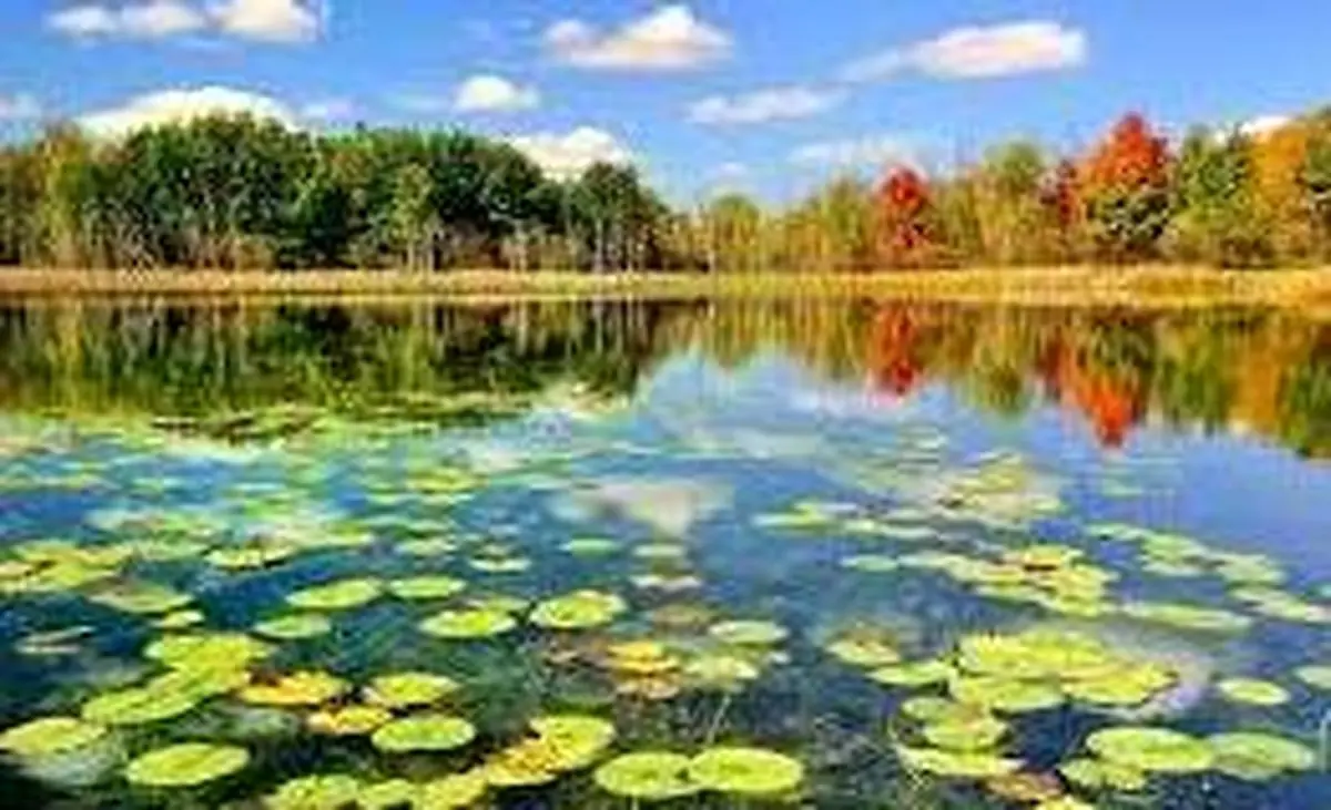 تالاب انزلی صاحب پیدا کرد