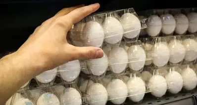 تخم‌مرغ در آستانه شوک قیمتی بی سابقه | تخم‌مرغ ۵۰۰ هزار تومانی در راه است ؟