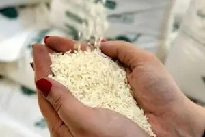 قیمت برنج ایرانی در بازار امروز ۱۵ مهر ۱۴۰۴ | قیمت برنج هاشمی رکورد زد !