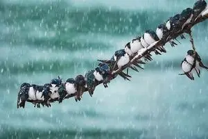هواشناسی ایران شنبه ۱۹ مهر ۱۴۰۴ | بارش برف پاییزی در برخی استان‌ها