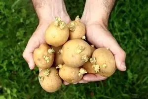 این سیب زمینی‌ها را هرچه زودتر دور بندازید | علائم مسمومیت با سیب زمینی چیست ؟