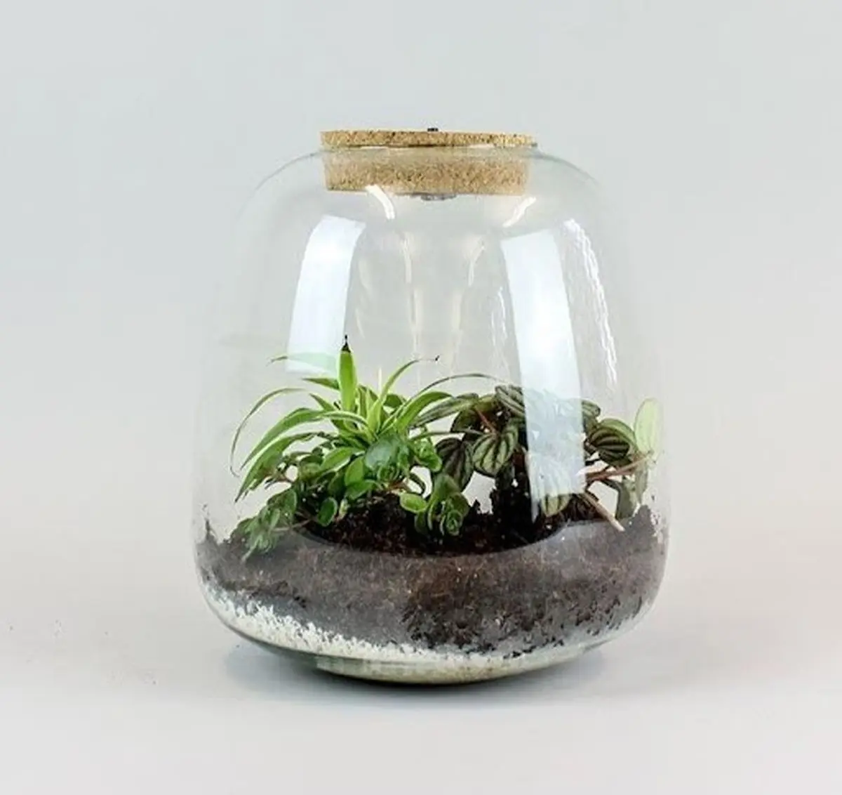 با سفارش یک تراریوم از مادرتان قدردانی کنید