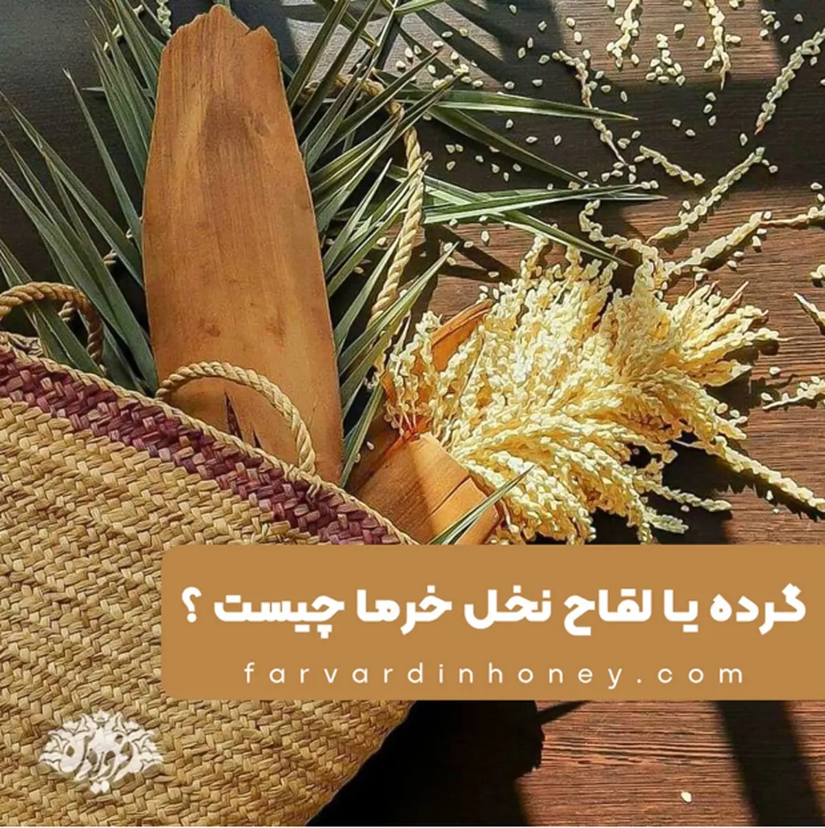 گرده یا لقاح نخل خرما چیست ؟ خواص و راهنمای مصرف؟