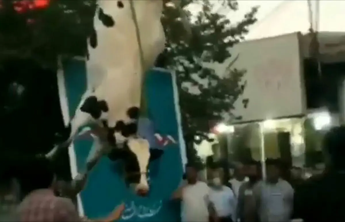 فیلم آویزان کردن یک گاو از پا در ستاد انتخاباتی سیرجان