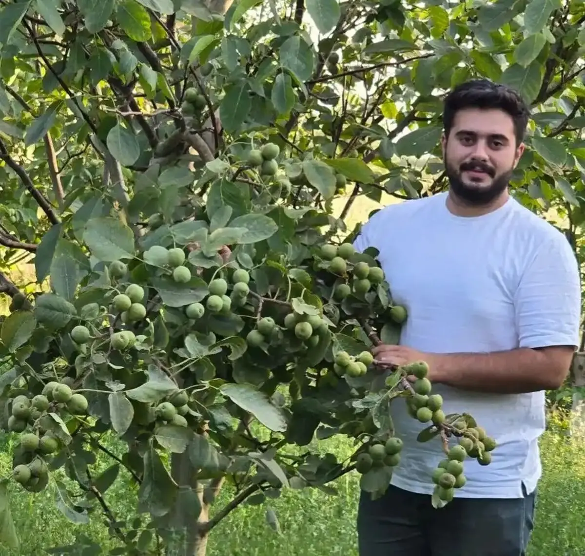 خرید نهال بادام و گردو: فرصت‌های طلایی برای کشاورزان آینده‌نگر