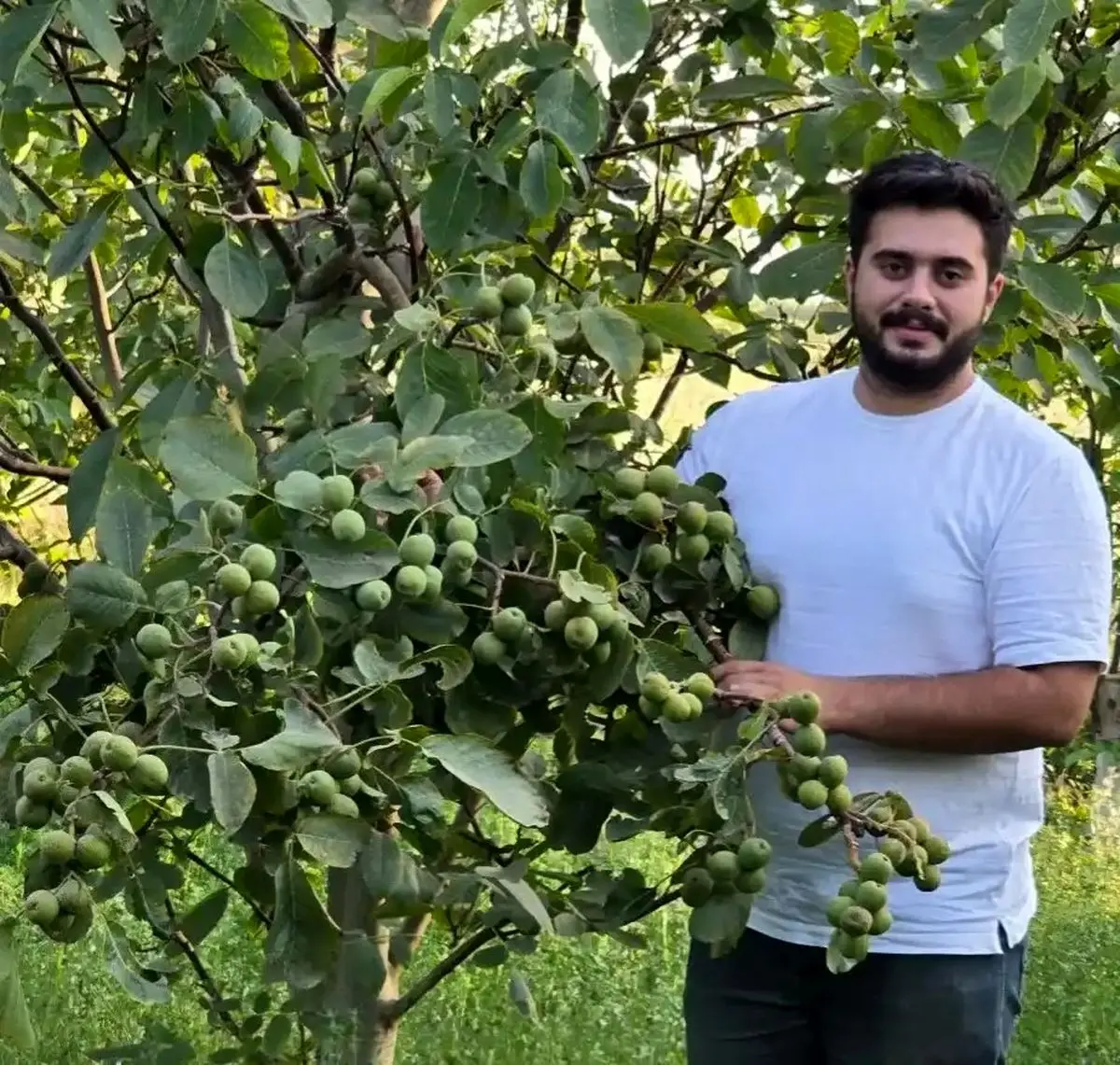 خرید نهال بادام و گردو: فرصت‌های طلایی برای کشاورزان آینده‌نگر