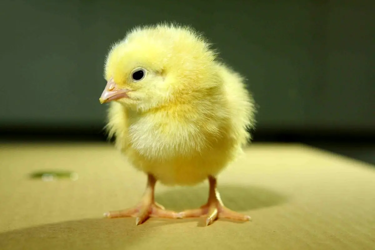 قیمت و خرید جوجه گوشتی کاپ سپید ماکیان