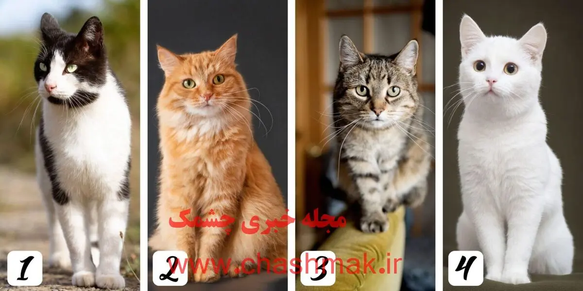 بگو کدوم گربه رو دوست داری تا بگم چقدر سطحی نگری | تست شخصیت شناسی