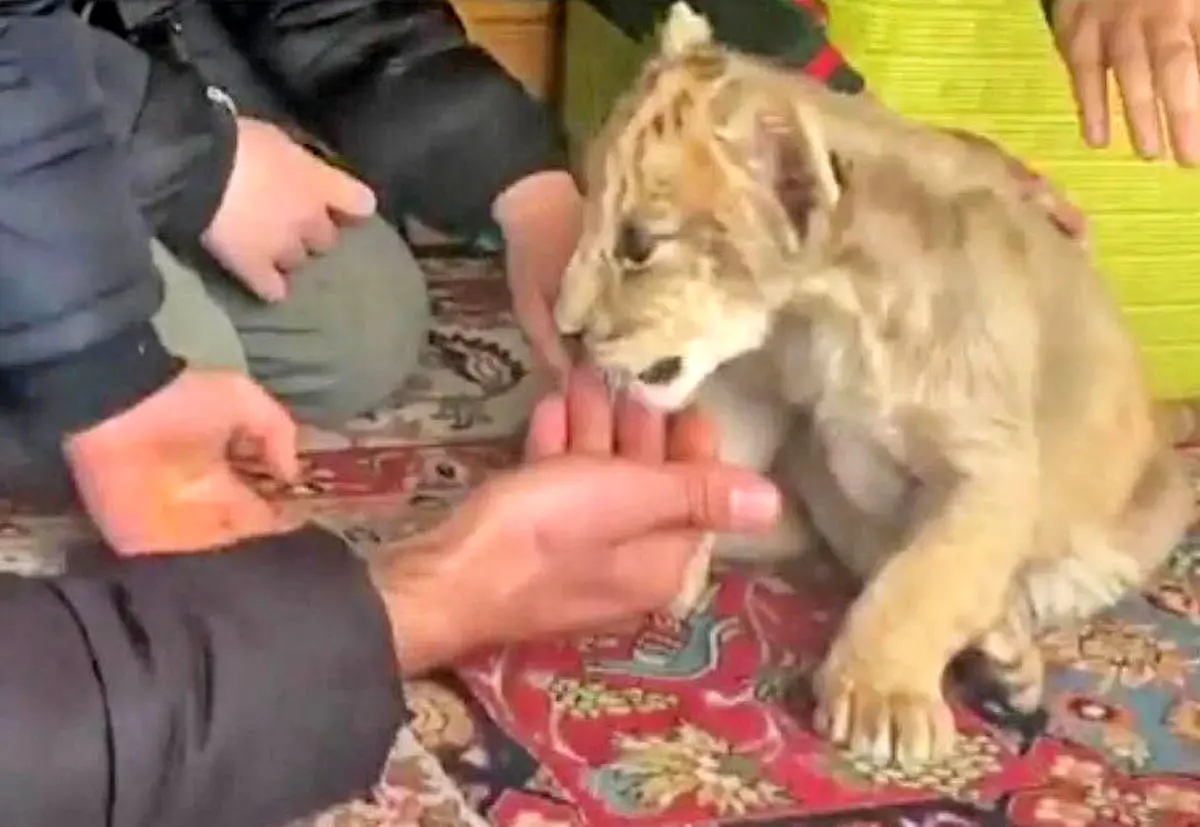 ارسال حیات‌وحش با پست؛ بچه شیر 150،یوزپلنگ 200 میلیون تومان!