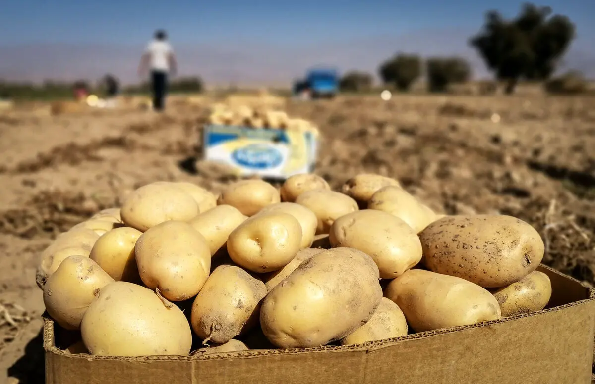 قیمت جدید سیب زمینی اعلام شد 