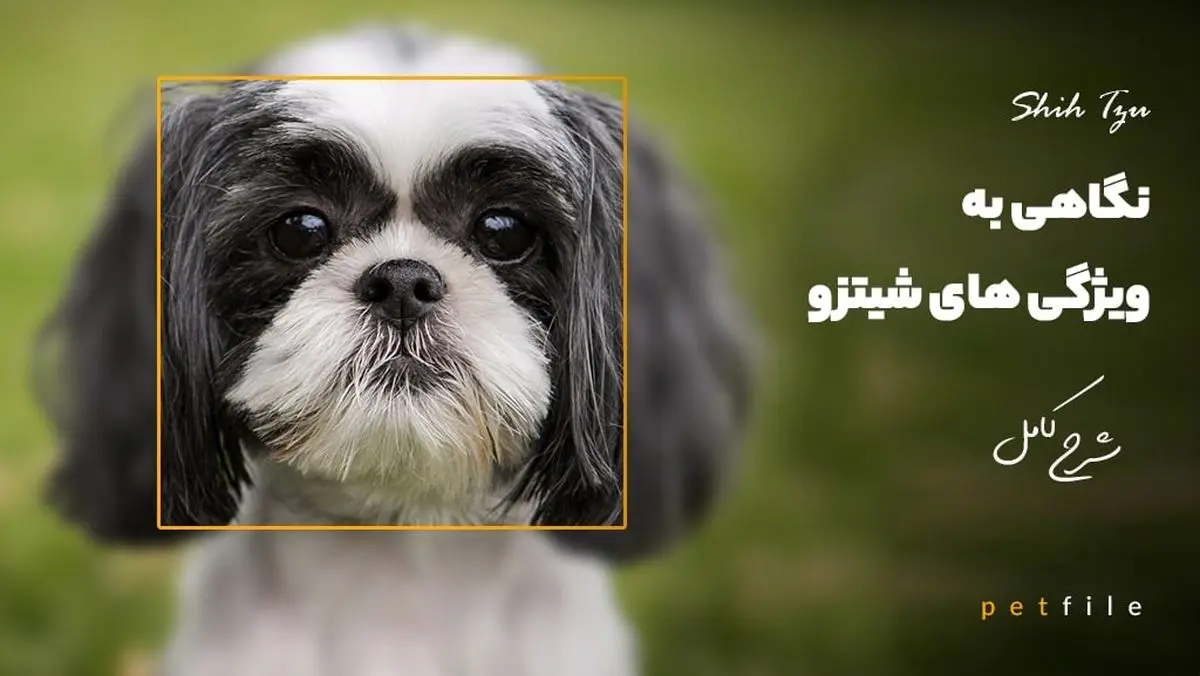 نگاهی به ویژگی های شیتزو