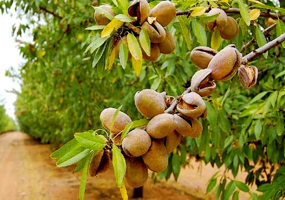 نهال بادام 30 هزارتومانی، بهترین فرصت بازار برای خرید و احداث باغ بادام