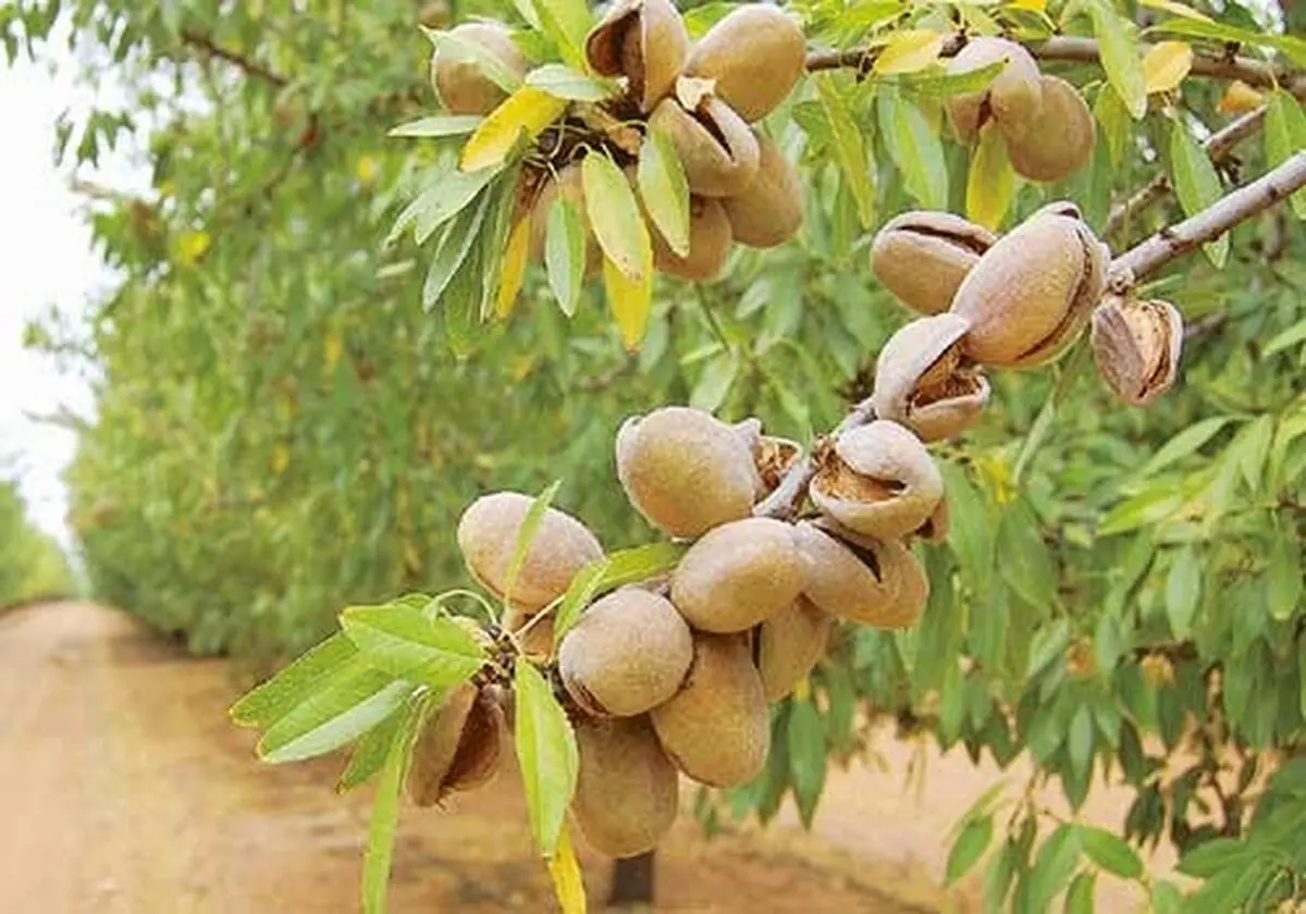 نهال بادام 30 هزارتومانی، بهترین فرصت بازار برای خرید و احداث باغ بادام