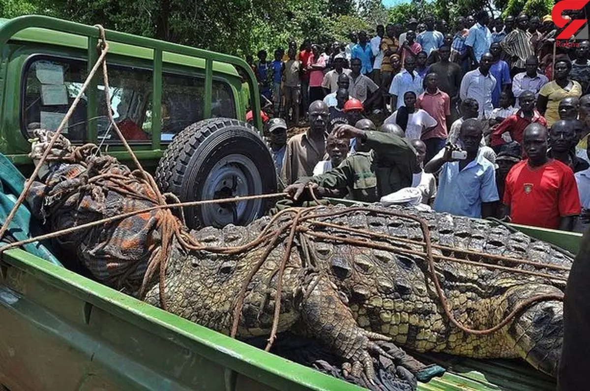 تمساح مشهور به بن لادن زنده گیری شد

