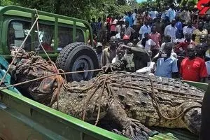 تمساح مشهور به بن لادن زنده گیری شد

