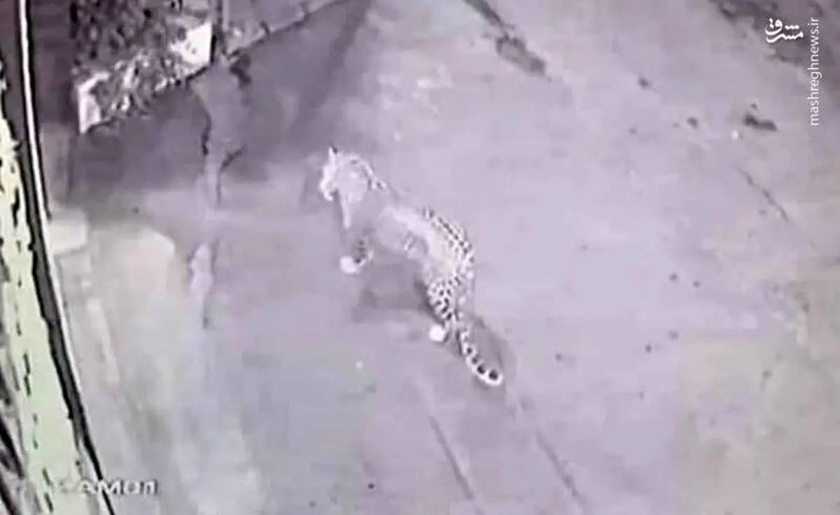 جولان پلنگ در خیابان های تهران + عکس