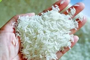 قیمت جدید برنج هندی در بازار | کیسه 10 کیلویی برنج هندی خاطره چند ؟