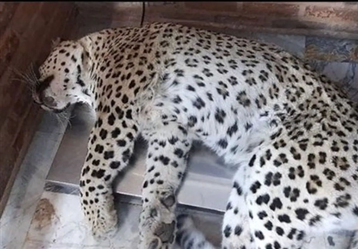 خشک شده پلنگ سرگردان در موزه