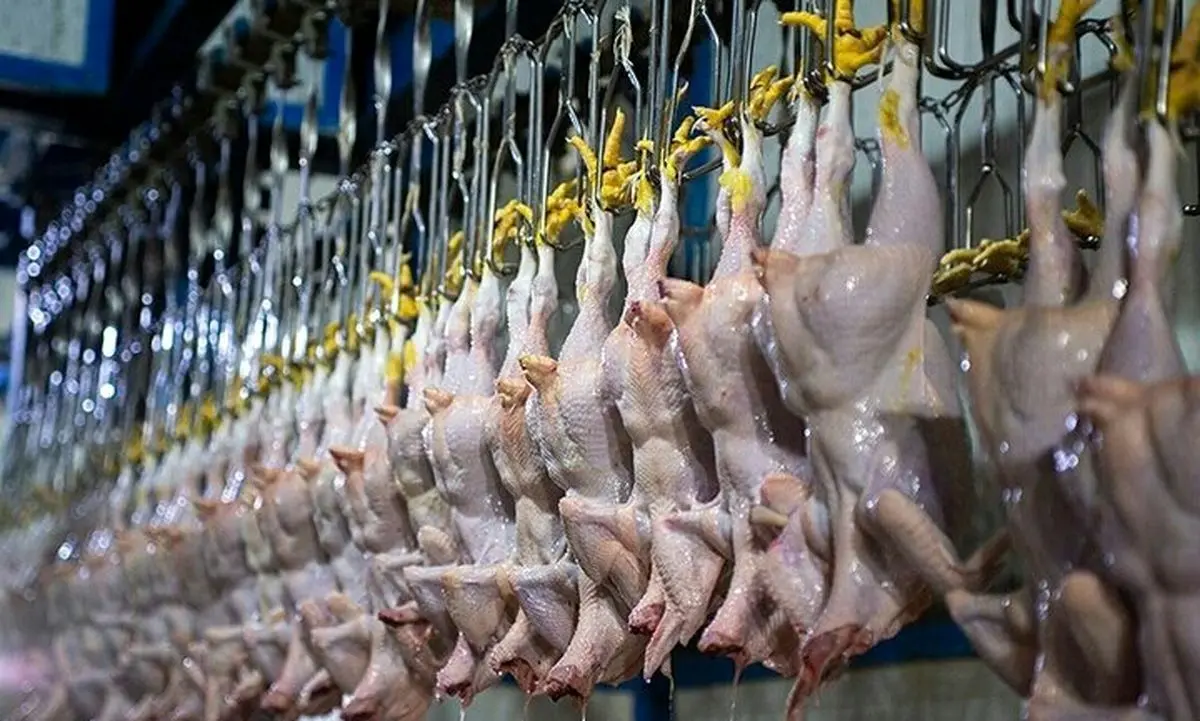 خبر بد برای دلالان مرغ