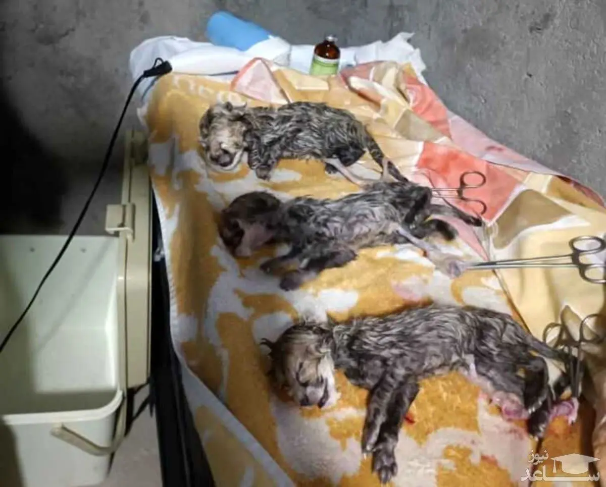 ایران سه قلو زایید