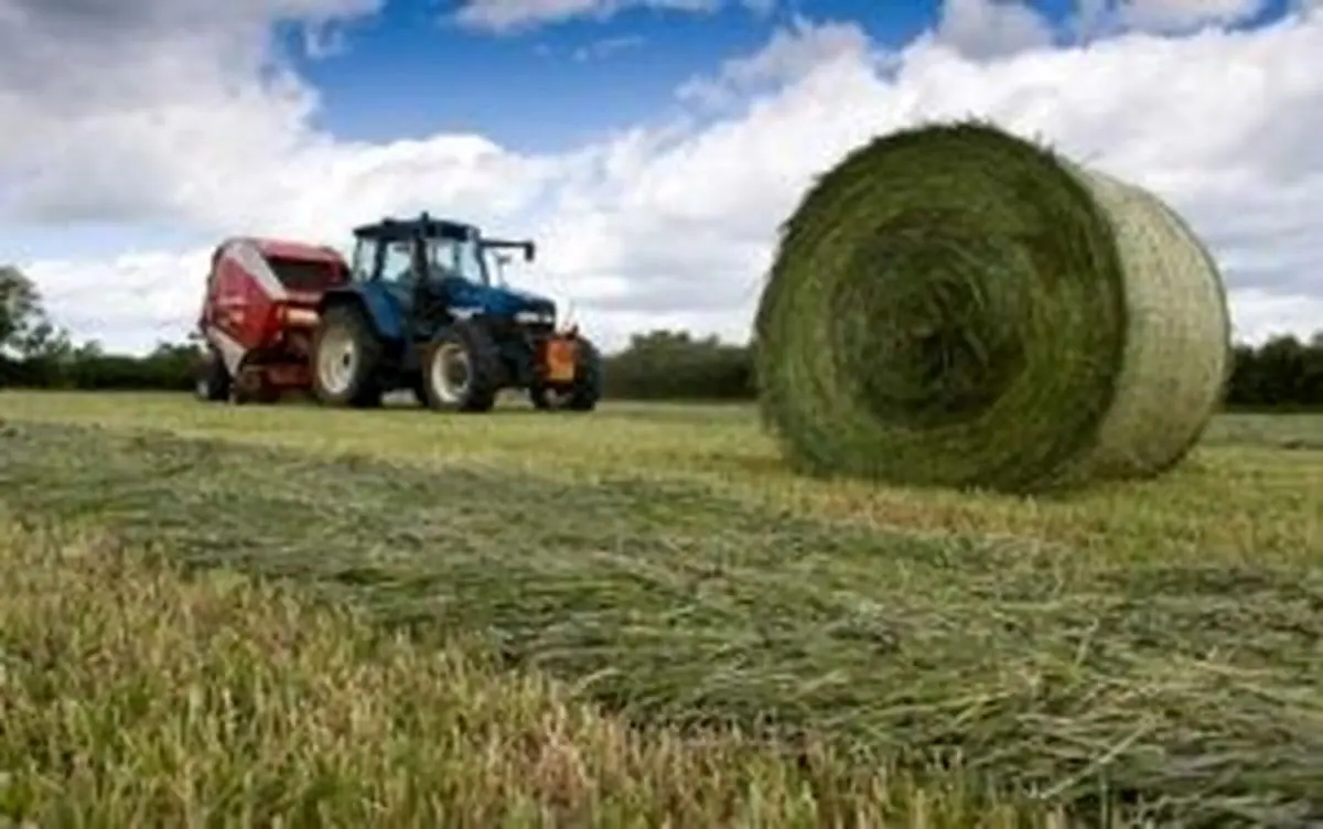 مزایا و معایب سیلاژ یونجه