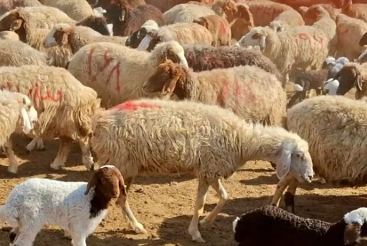 قیمت جدید دام زنده امروز ۲۲ دی | واکنش بازار دام به حذف ارز ترجیحی 