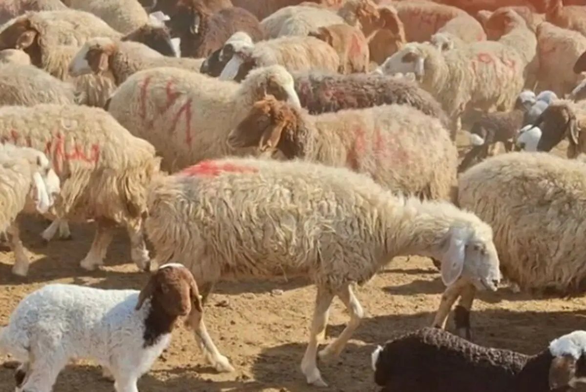 قیمت جدید دام زنده امروز ۲۲ دی | واکنش بازار دام به حذف ارز ترجیحی 