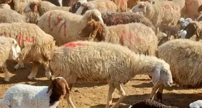 قیمت دام زنده چقدر تغییر کرد ؟ | جدول قیمت دام زنده امروز چهارشنبه ۱۵ بهمن