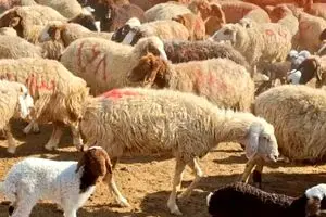 قیمت دام زنده چقدر تغییر کرد ؟ | جدول قیمت دام زنده امروز چهارشنبه ۱۵ بهمن