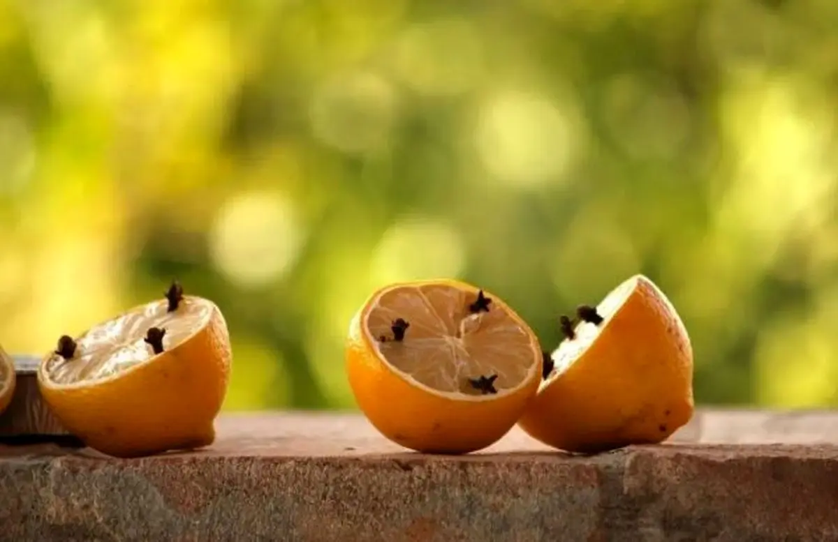 ترفند فوری برای دور کردن پشه ها از خونه | با یه دونه لیمو همه پشه هارو فراری بده