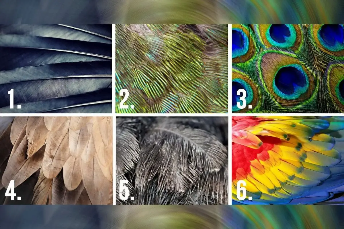 یک پر را انتخاب کنید تا مهمترین ویژگی پنهان شخصیتتو فاش کنم | تست شخصیت شناسی