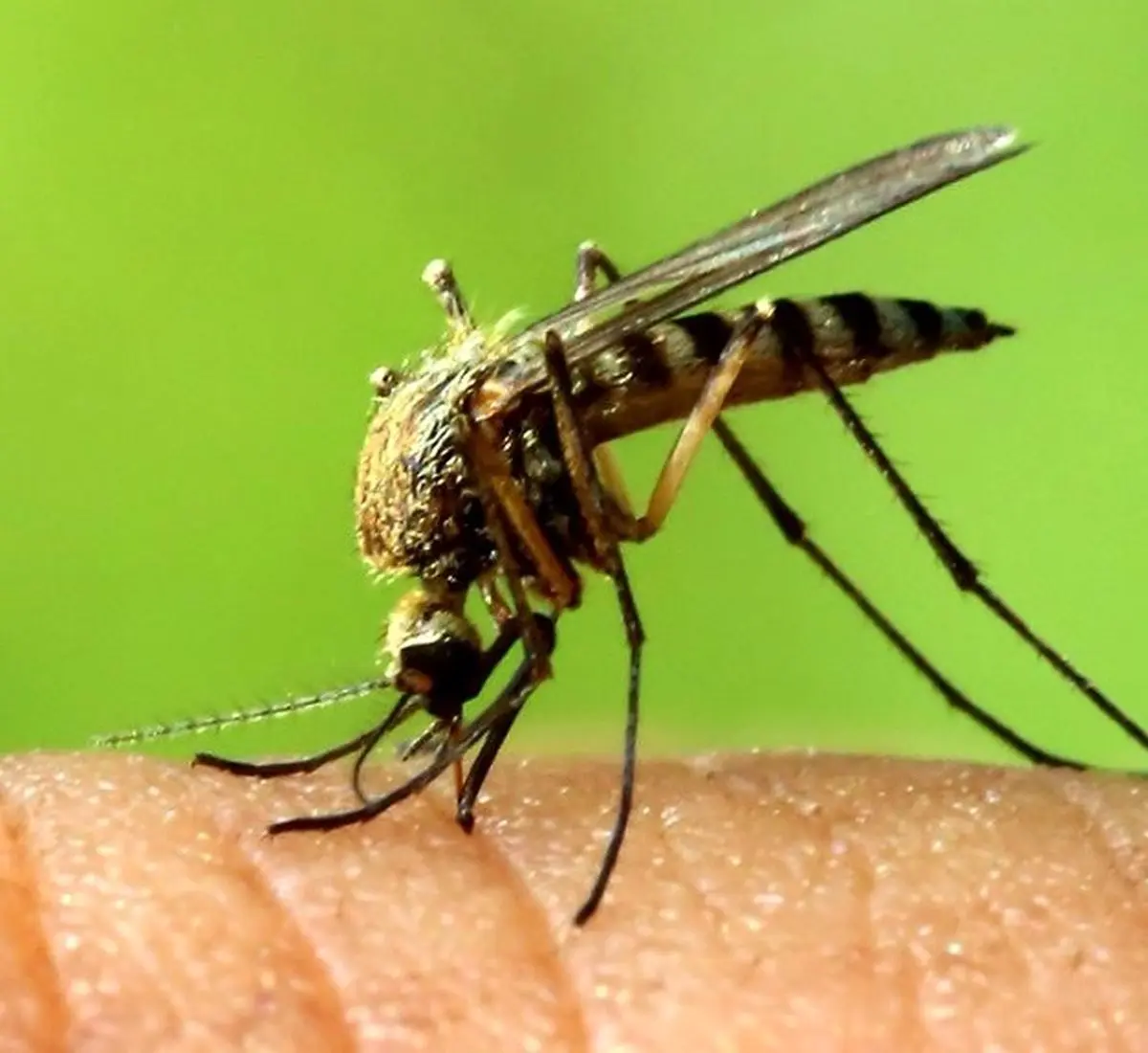 هشدار سازمان بهداشت جهانی در مورد ویروس زیکا | ویروس کشنده زیکا در راه است