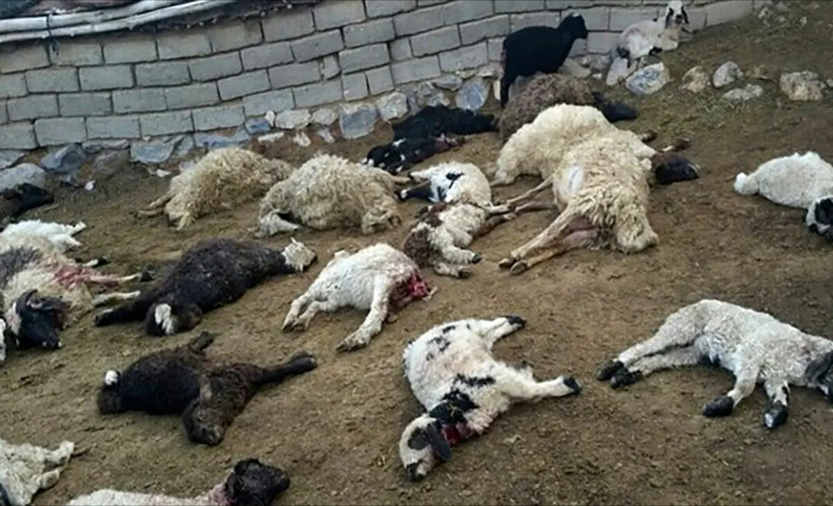 حمله خونین گرگ ها به خراسان جنوبی