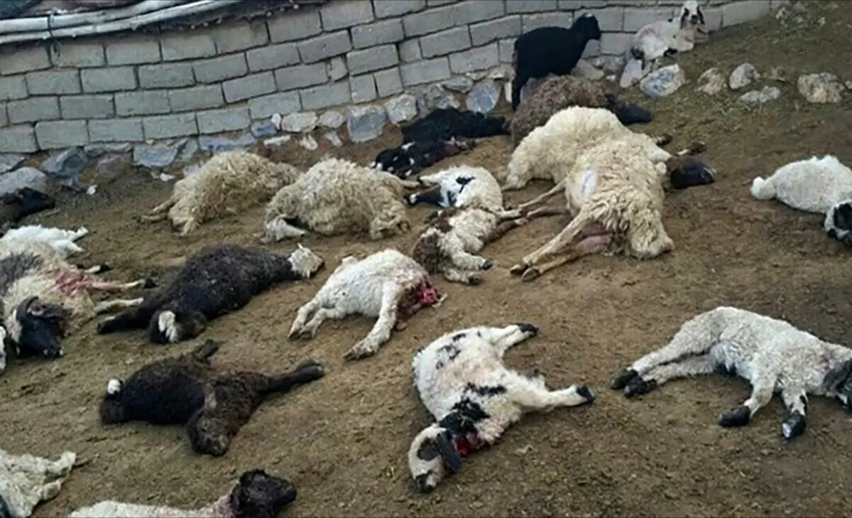 حمله خونین گرگ ها به خراسان جنوبی