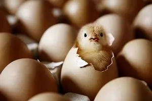 خواص شگفت‌انگیز مصرف زرده تخم مرغ برای بدن