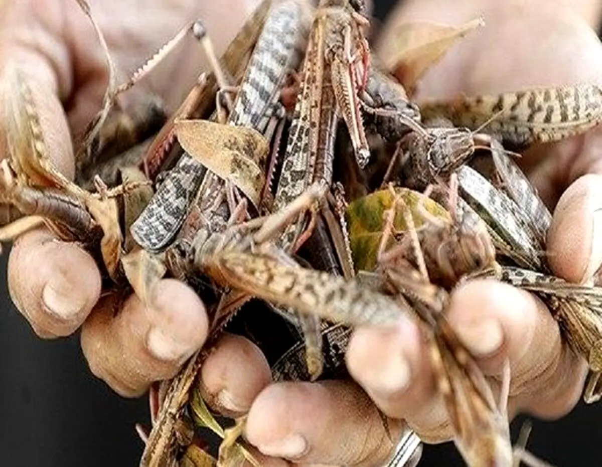حمله دسته جمعی ملخ ها به کشور