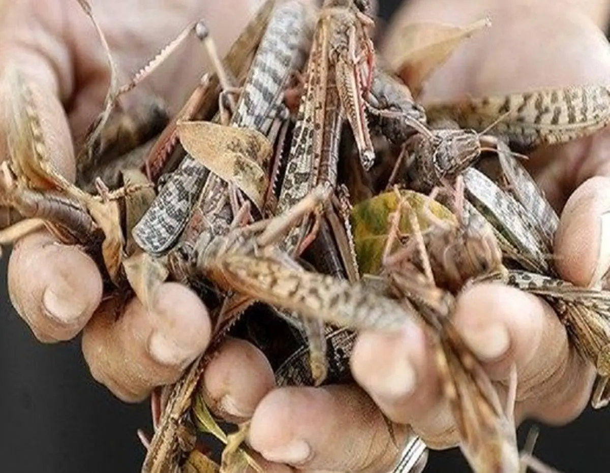 حمله دسته جمعی ملخ ها به کشور