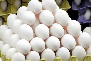 قیمت تخم مرغ رکورد زد