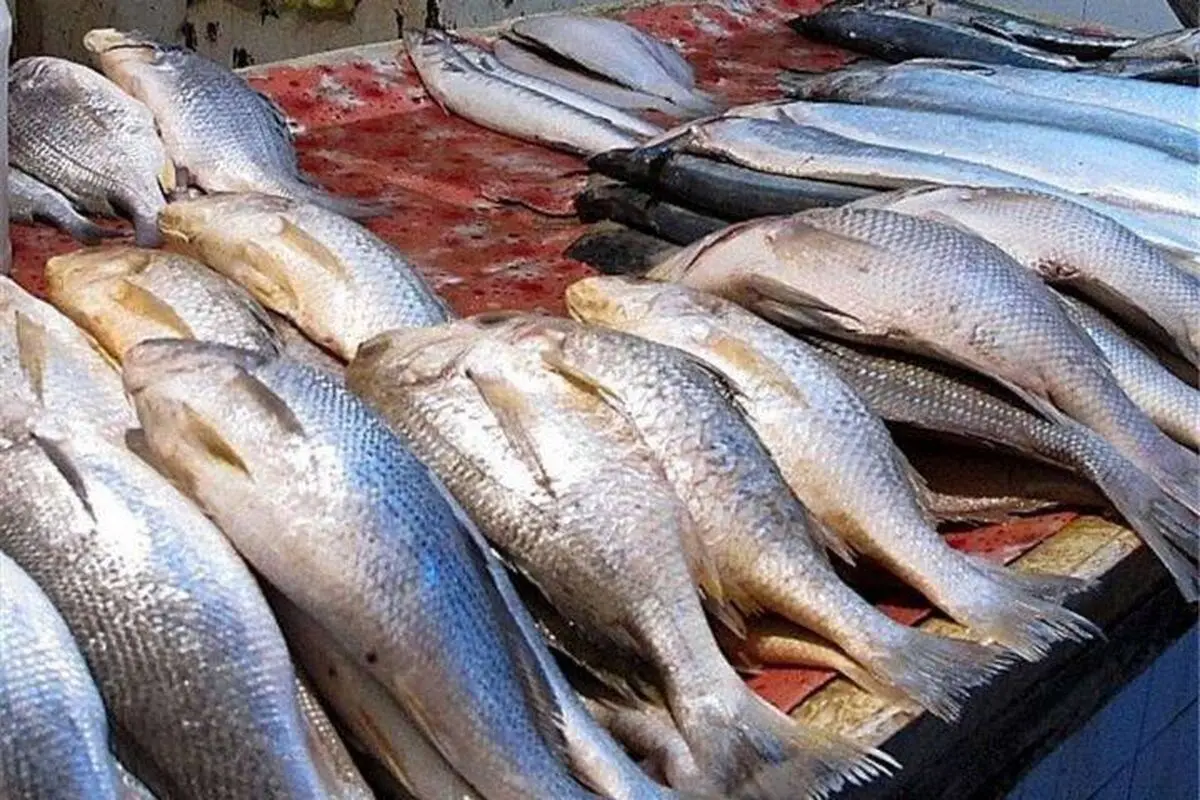 قیمت روز ماهی و میگو در میادین و بازار امروز