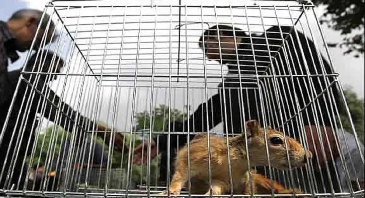 خرید و فروش حیوانات وحشی در وسط شهر