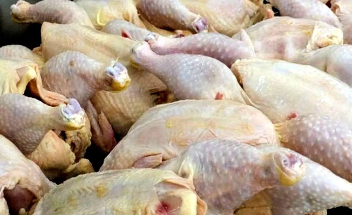 قیمت مرغ دوباره ریزشی شد