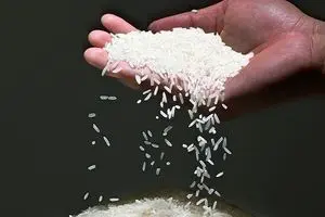 قیمت برنج ایرانی رکورد زد ! | گرانی بی‌سابقه برنج دم سیاه ؛ هر کیلو ۳۸۵ هزار تومان