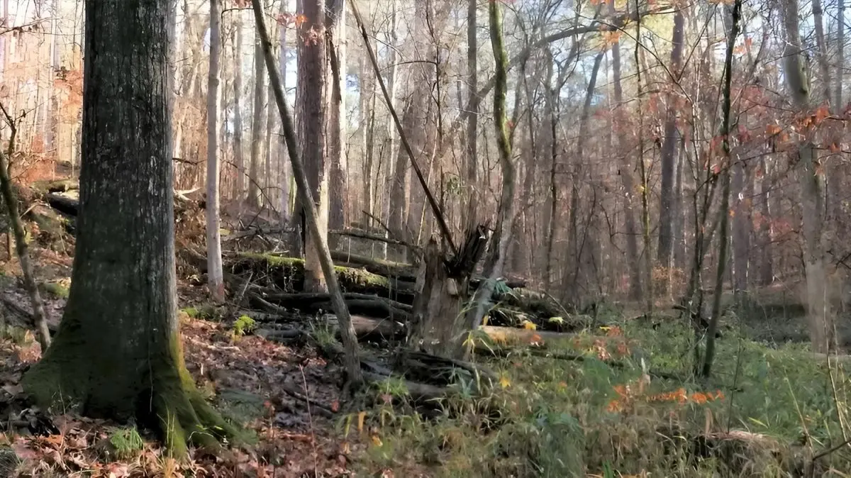 باهوش ها زودی بیان بگن گوزن کجاست؟ | تست هوش