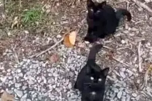 معمای تصویری | گربه چهارم را در نگاه اول می‌بینی!؟