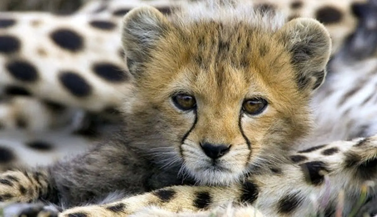 آخرین وضعیت نگهداری از توله یوز باقیمانده/ ایران نباید سزارین می‌شد