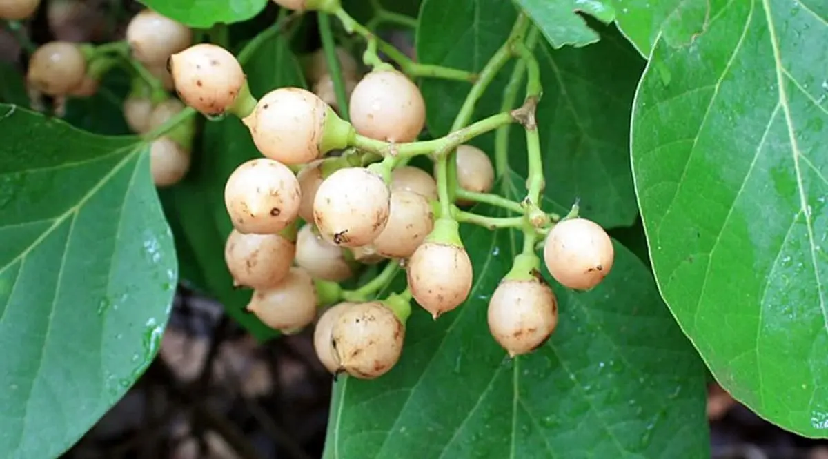 میوه‌ای خاص برای درمان میگرن و تقویت ایمنی بدن